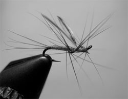 Cranefly