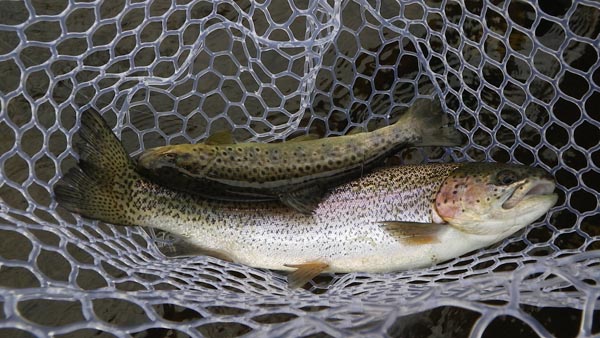 Farmington River