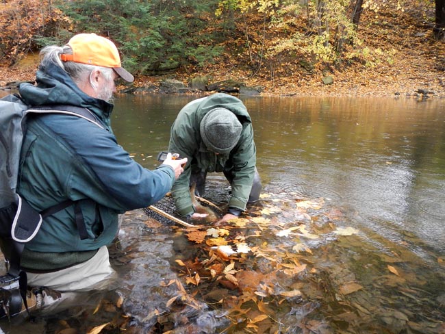 Measuring Trout