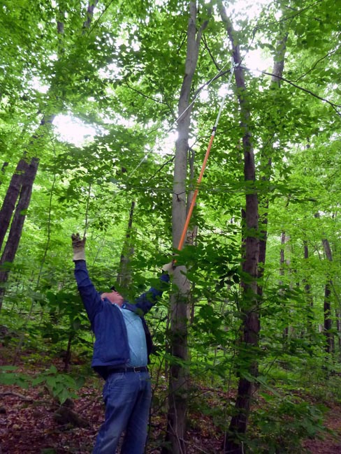 Point Mountain Tree Trimming