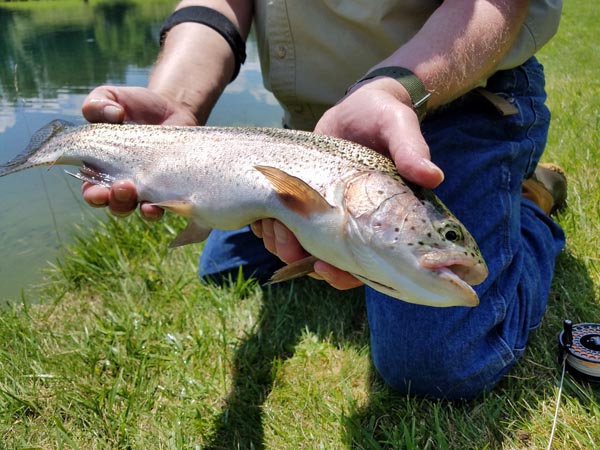 Pequest Rainbow Trout