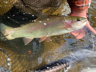 Bart with Fish