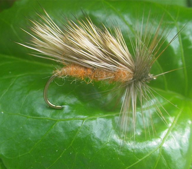 OctoberCaddis1