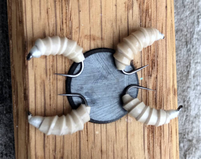 Maggot